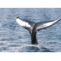 How Whales Hear