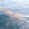 Simulation: Oil Spill Clean Up