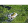 It's a Frog's Life