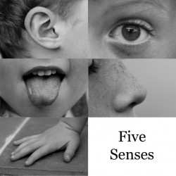 The Senses: Small, Touch, Hearing, and More!