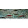 Freddy the Fish. Photo Credit: National Park Services