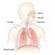 The respiratory system. Credit: Theresa Knott
