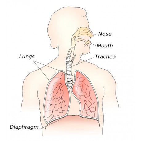 The respiratory system. Credit: Theresa Knott