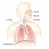 The respiratory system. Credit: Theresa Knott
