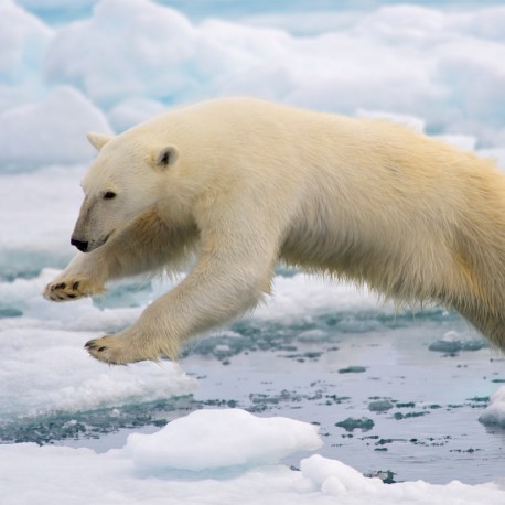 Polar Bears Go With the Floes