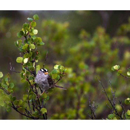 White-crowned sparrow. Credit: National Park Service / Tim Rains