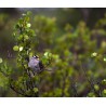 White-crowned sparrow. Credit: National Park Service / Tim Rains