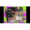 Testing Insulators: Ice Cube in a Box Photo Credit: PBS Zoom