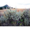 Plant Adaptations Photo Credit: Montana Fish, Wildlife & Parks